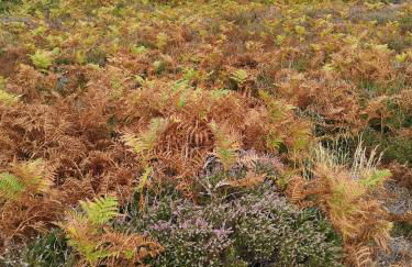 Bournemouth Beach & Sea Views - Foto 32