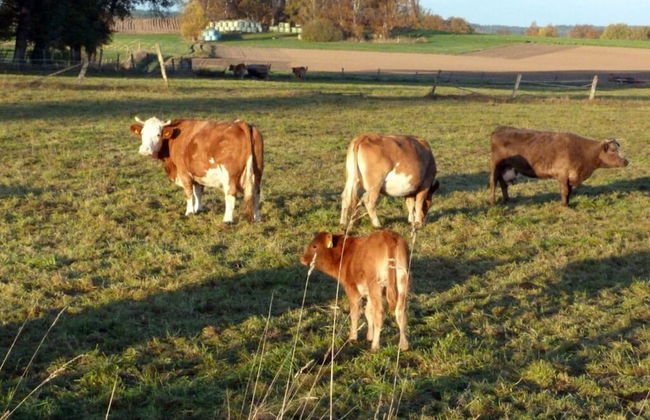 Holiday Apartment Krote 5 - Foto 19