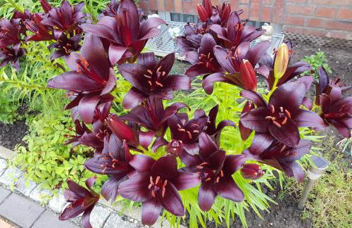 Ferienwohnung beim Bracksee - Photo 18