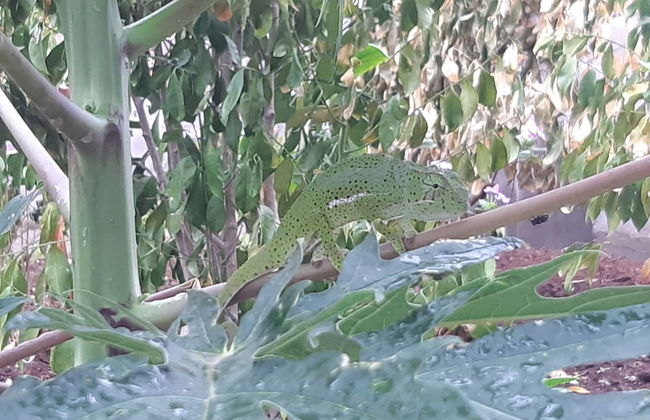 Lovely 4-bed Villa for Rent in Nungwi, Zanzibar - Foto 47