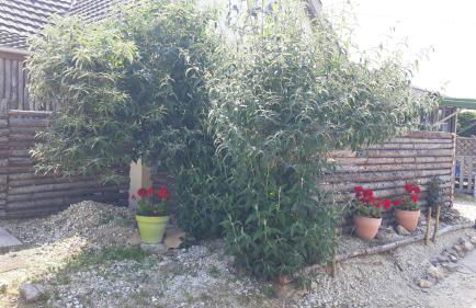 prehistogite - Foto 36