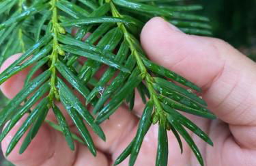 Agriturismo Barchessa - Foto 33