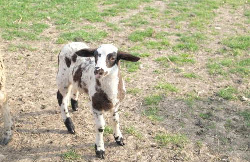 Ferienwohnung Kroppenmühle - Foto 29