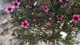 Casa vacacional Escuela la Llera - Foto 4, Garden