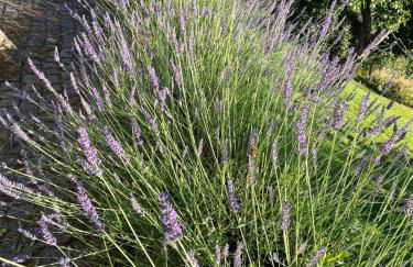 Ferienhaus Brinker Bleibe - Foto 47