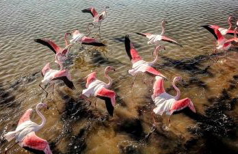 Flamingo View Suites & Villas - Photo 24