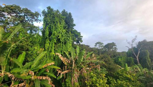 Casa na Praça de Serra Grande - Foto 3, Garden view