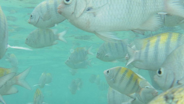 Explore Praia Maragogi - Photo 3