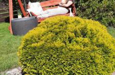 Liwa Garden Krzywa 11 - Foto 47