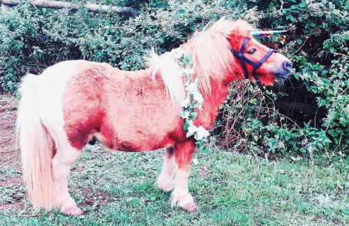 Secluded Converted Horsebox Retreat in Welcombe - Foto 7