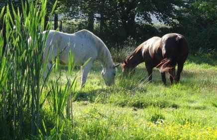 "Jabłonie i grusze" Nice home in a big garden with sauna and wifi - Foto 32