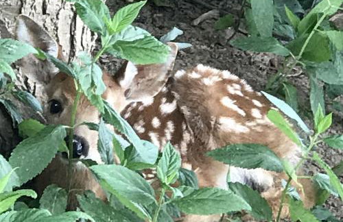 "Lovely Tiny House Rental for a Romantic Getaway in Shepherdstown, West Virginia - Foto 10