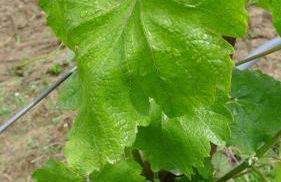 Casa de Ladreda - Foto 41