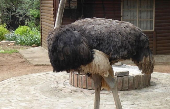 Kruger Cottage - Foto 25