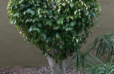 Penthouse Lomo Alto - Foto 56