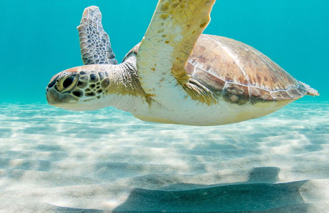 Swimming with Sea Turtles at Vichayito Beach - Photo 3