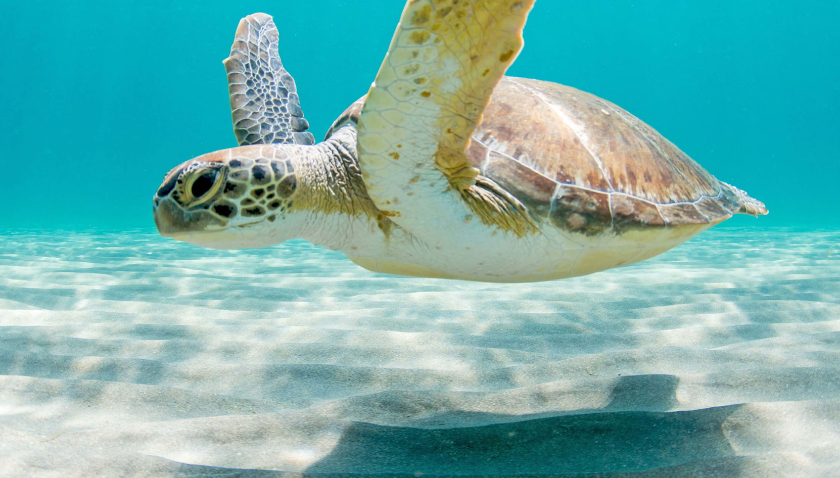 Nadar com tartarugas em Los Órganos e Vichayito