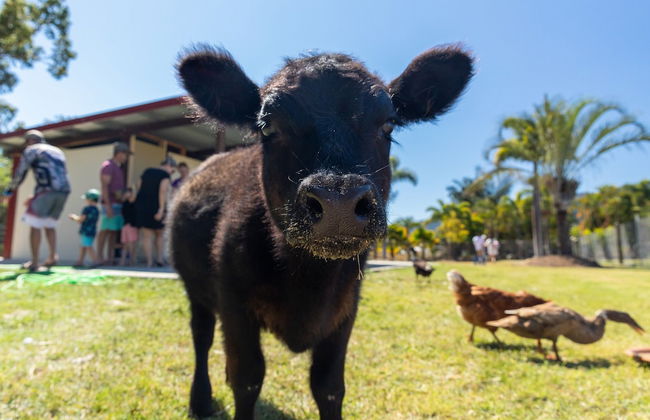 BIG4 Adventure Whitsunday Resort - Photo 75