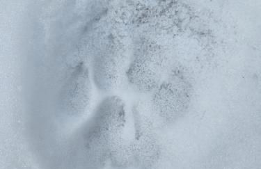 Cozy Mountain Home with Great Views, Deck & WiFi - Photo 41