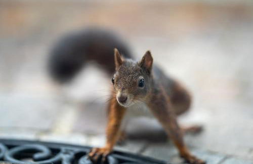 Luxuriöses Ferienhaus mit Sauna, Whirlpool und Fitnessraum im Nationalpark Schwarzwald - Foto 36