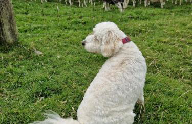 Ornum Self Catering Cottage - Foto 46