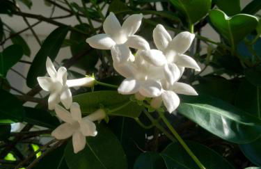 Bousounis Apartments - Foto 21