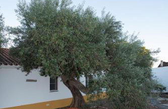 Herdade da Yucca - Retreat & Spa - Foto 66