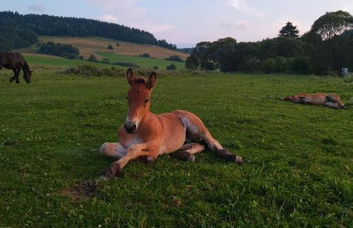 Pastelova Krova - domki w Bieszczadach - Foto 31