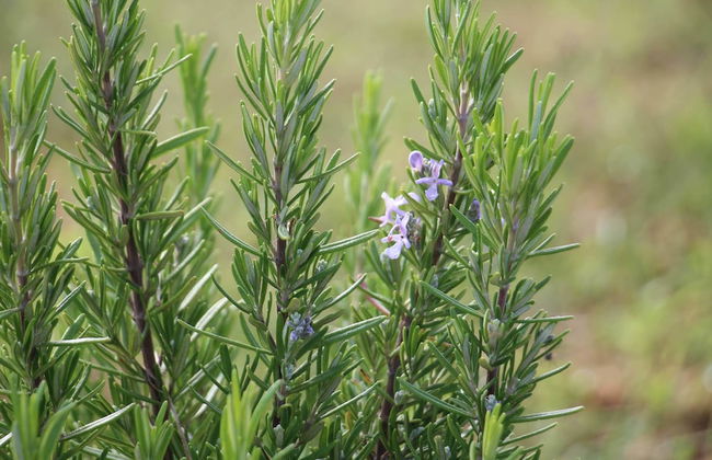 Monte Costa Luz - Foto 50