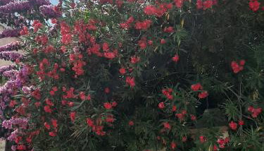 Apartman i soba Nina - Foto 4