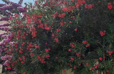 Apartman i soba Nina - Foto 4