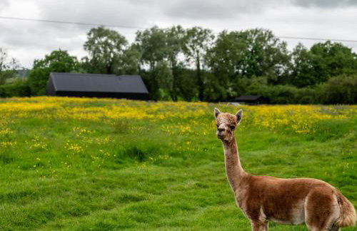 3 Bed in Ashbourne oc-93331 - Foto 38