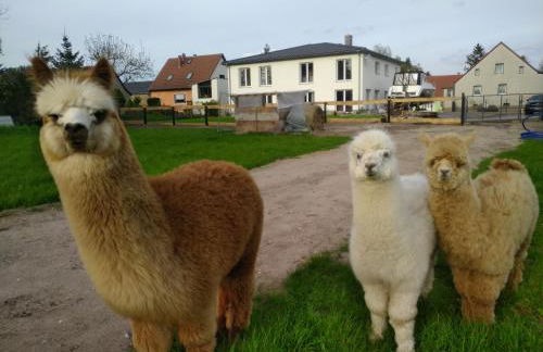 Ferienwohnung Beetzseeheide - Foto 9