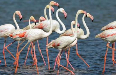 Arte y natura en la playa de Eucaliptus - Foto 11