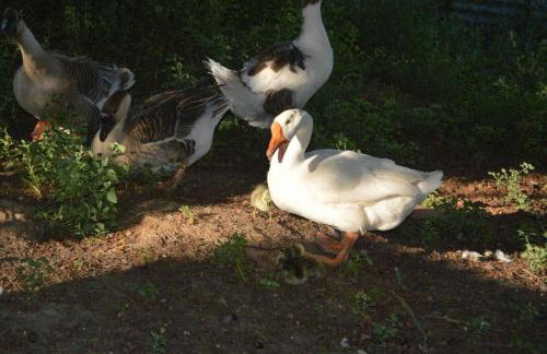 Roumanieu le gite - Photo 24