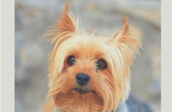 Vila da Sol Itaipava casas e estúdios - Foto 24