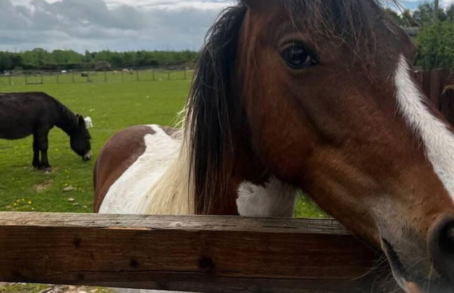 Cute and Cosy Shepard hut With Wood Fuel hot tub - Foto 12