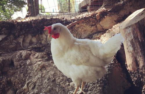 Podere Casanova di Lisa - Foto 56