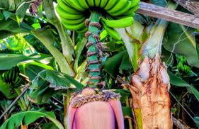 Banana Lovers - Farm View - Photo 18