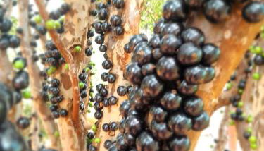 Casa das Violetas - Serra do Cipó - Foto 2