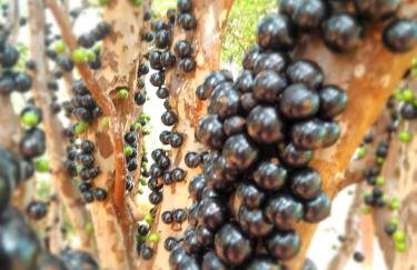 Casa das Violetas - Serra do Cipó - Foto 2