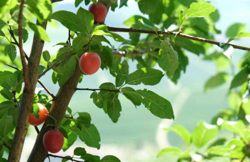 Cannubi San Lorenzo Appartamento - Foto 6