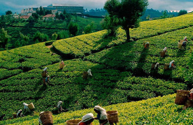 Découvrez Kandy City - Excursion d'une journée - Photo 3