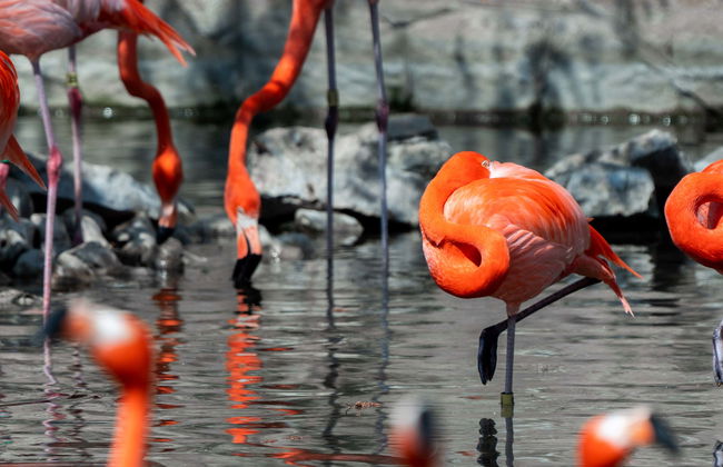 San Antonio Zoo Ticket - Foto 1