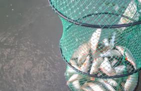 Kiełpińska Stodoła - Foto 18