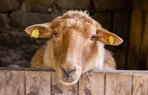 Romantische Ferien auf dem nachhaltig ökologisch sanierten Bauernhof - Foto 10
