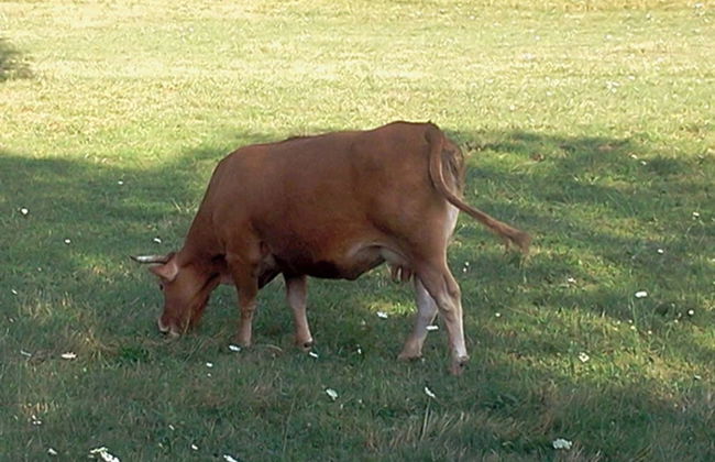 la debbia ranch - Foto 73