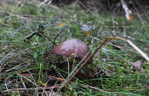 Leśne Zacisze domki letniskowe - Foto 38