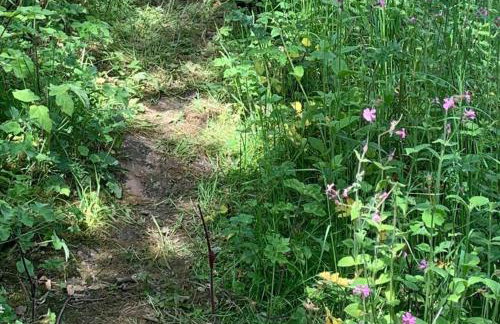 Beech Pod Cabin in beautiful surroundings Wrexham - Foto 2