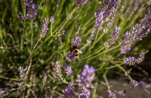 Casas d'Oliva - Foto 32